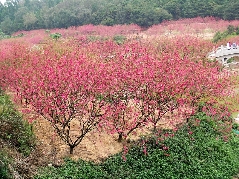  1日>南国桃园 赏桃花 中央电视台南海影视城纯玩一天zqe151064