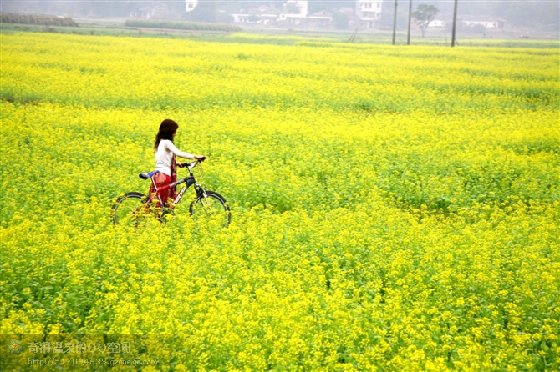  1日>清远花花世界,赏大雾山油菜花,品特色油菜花宴特惠一天团zqe